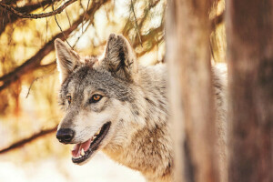 animales, bosque, depredador, lobo