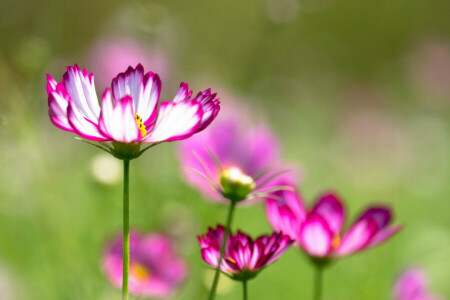 field, flowers, meadow, petals, stem