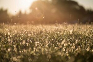 bokeh, éblouissement, herbe, macro, Matin, la nature, Rosa