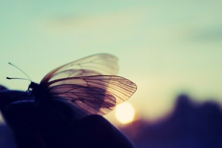 PAPILLON, macro, la nature, le coucher du soleil, le soleil