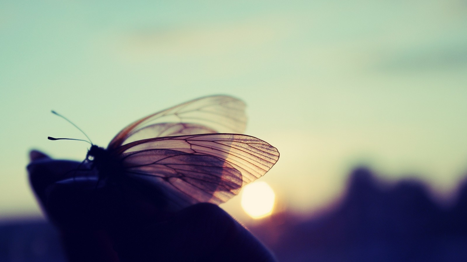 Natur, Makro, Sonnenuntergang, SCHMETTERLING, Die Sonne