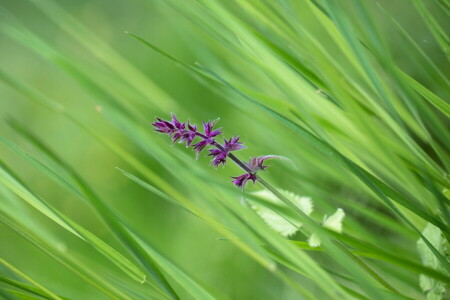 flower, grass, greens, leaves, lilac