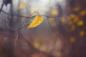 autunno, natura, foglio