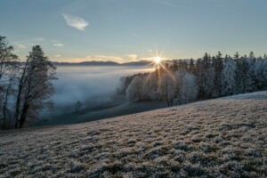 nebbia, mattina, natura