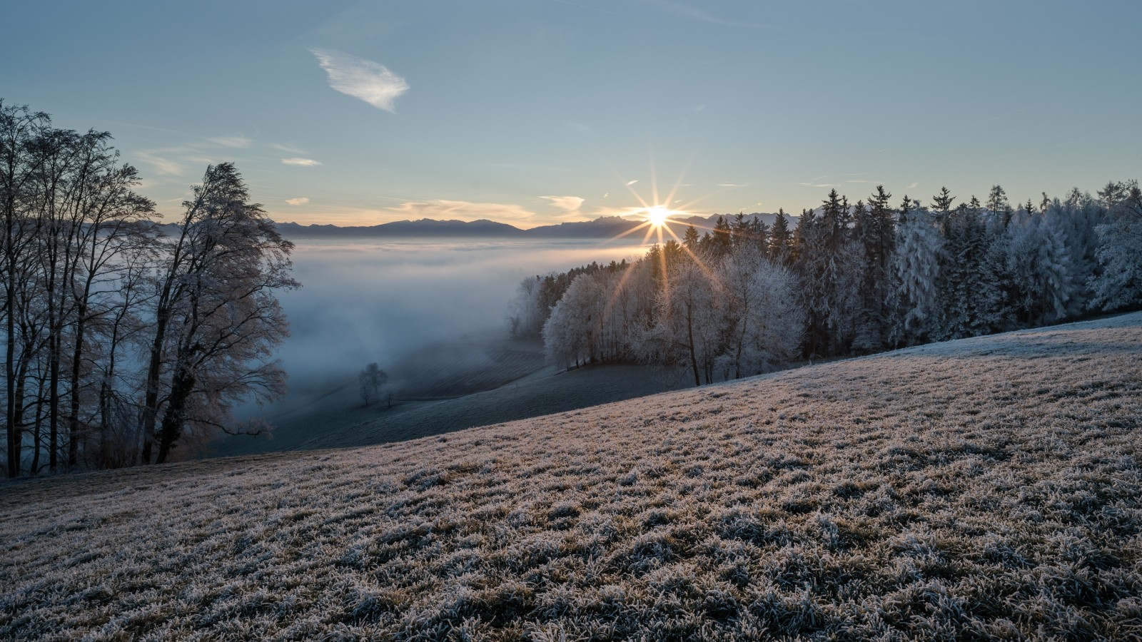 natur, morgon-, dimma