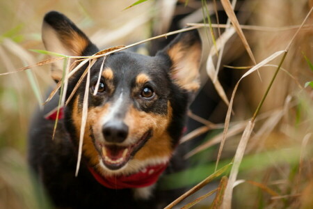 Hund, jeder, aussehen