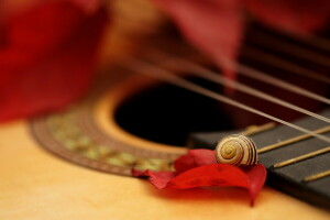 guitare, macro, escargot