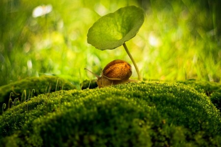 bokeh, macro, moss, snail, umbrella