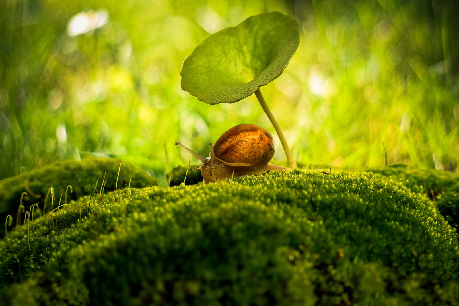 bokeh, makro, salyangoz, yosun, şemsiye