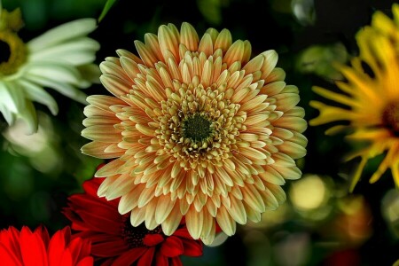 bokeh, Gerbera, macro