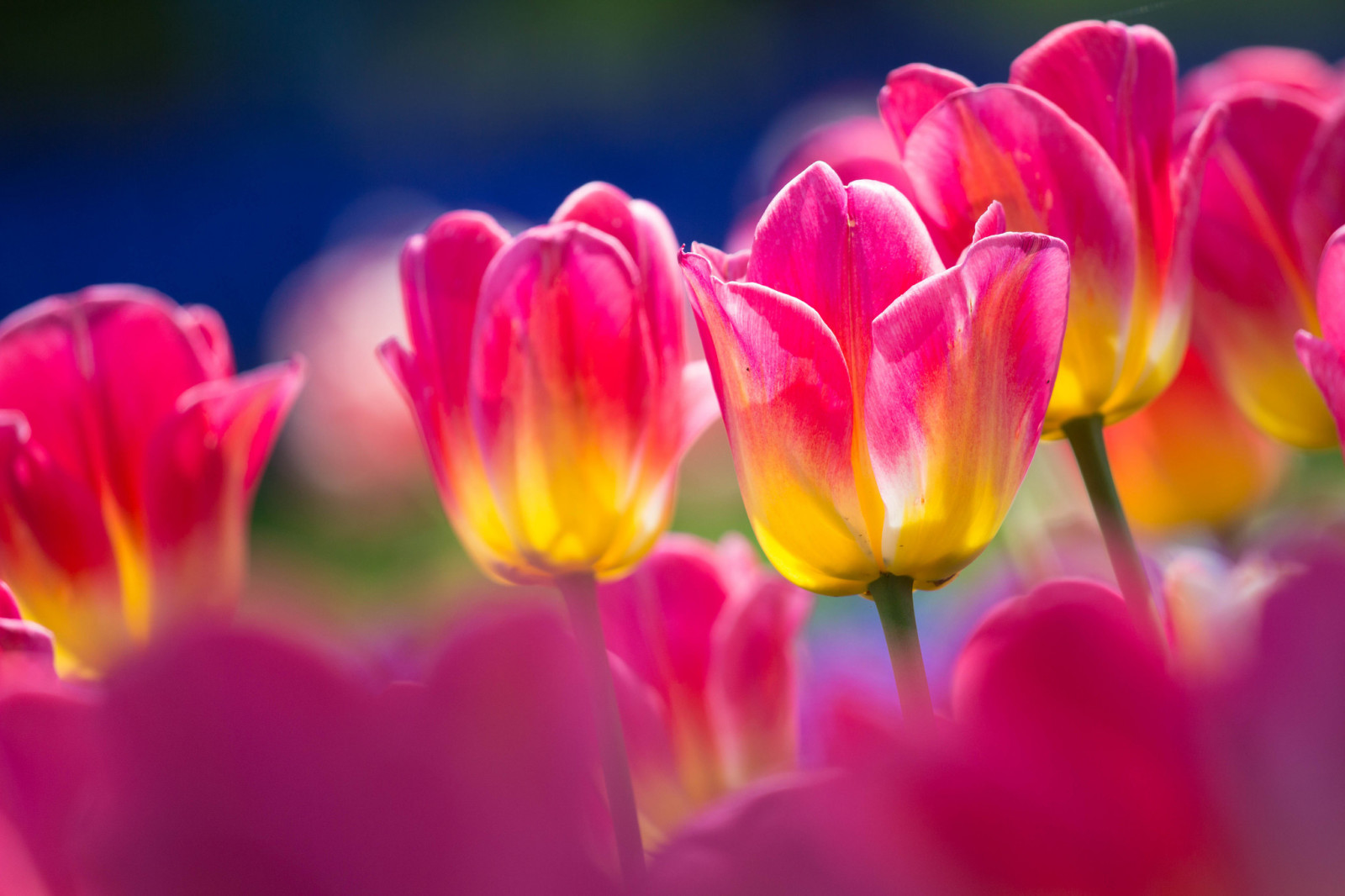 naturaleza, macro, tulipanes, pétalos, vástago