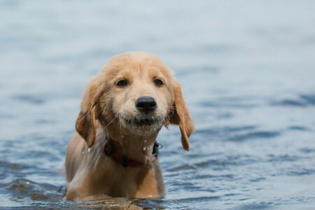 Hund, jeder, aussehen