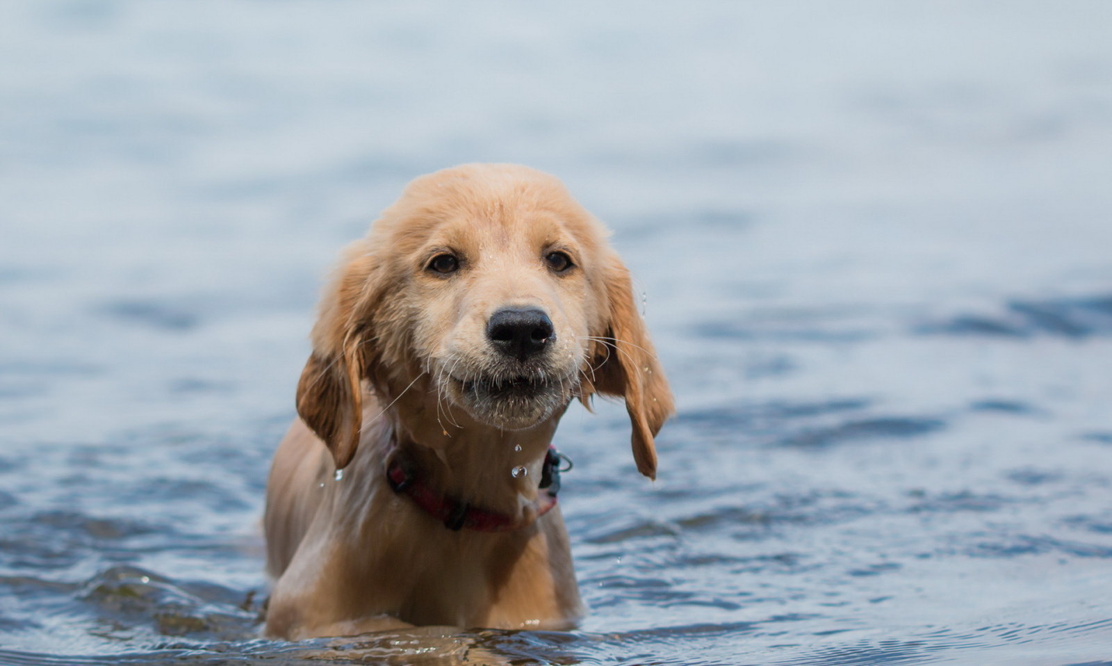 bak, köpek, her biri