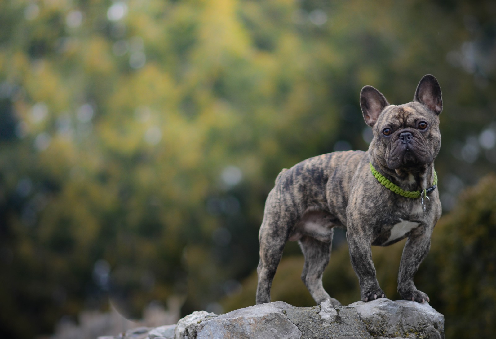 Veja, cachorro, pedra, Bulldog francês