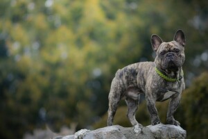 chien, Bulldog français, Regardez, pierre