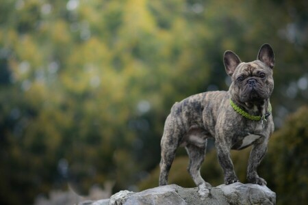 hund, fransk Bulldog, se, sten