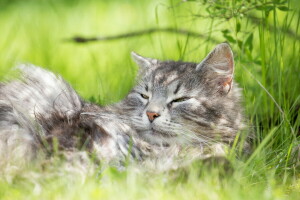 gato, Relva, cinzento, fique, verão