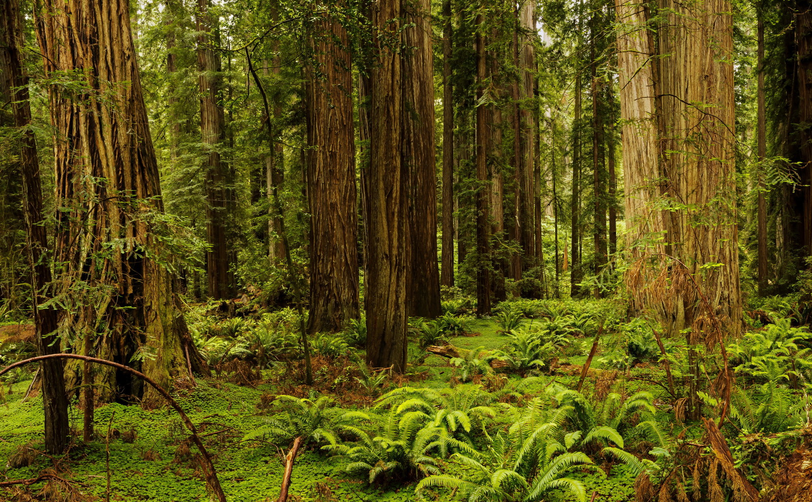 Wald, Gras, Bäume, USA, CA., Farn