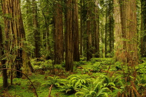 Californie, fougère, forêt, herbe, des arbres, Etats-Unis