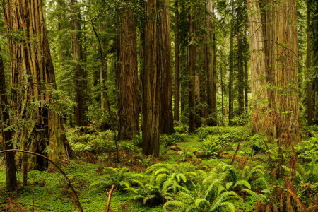 circa, felce, foresta, erba, alberi, Stati Uniti d'America