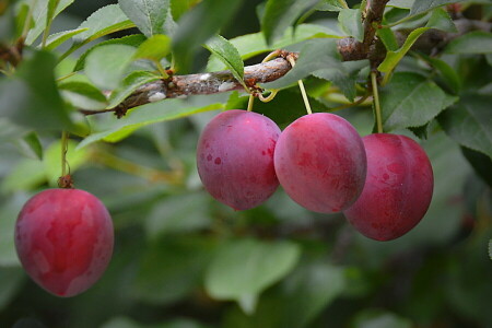 branch, drain, leaves, plum, tree