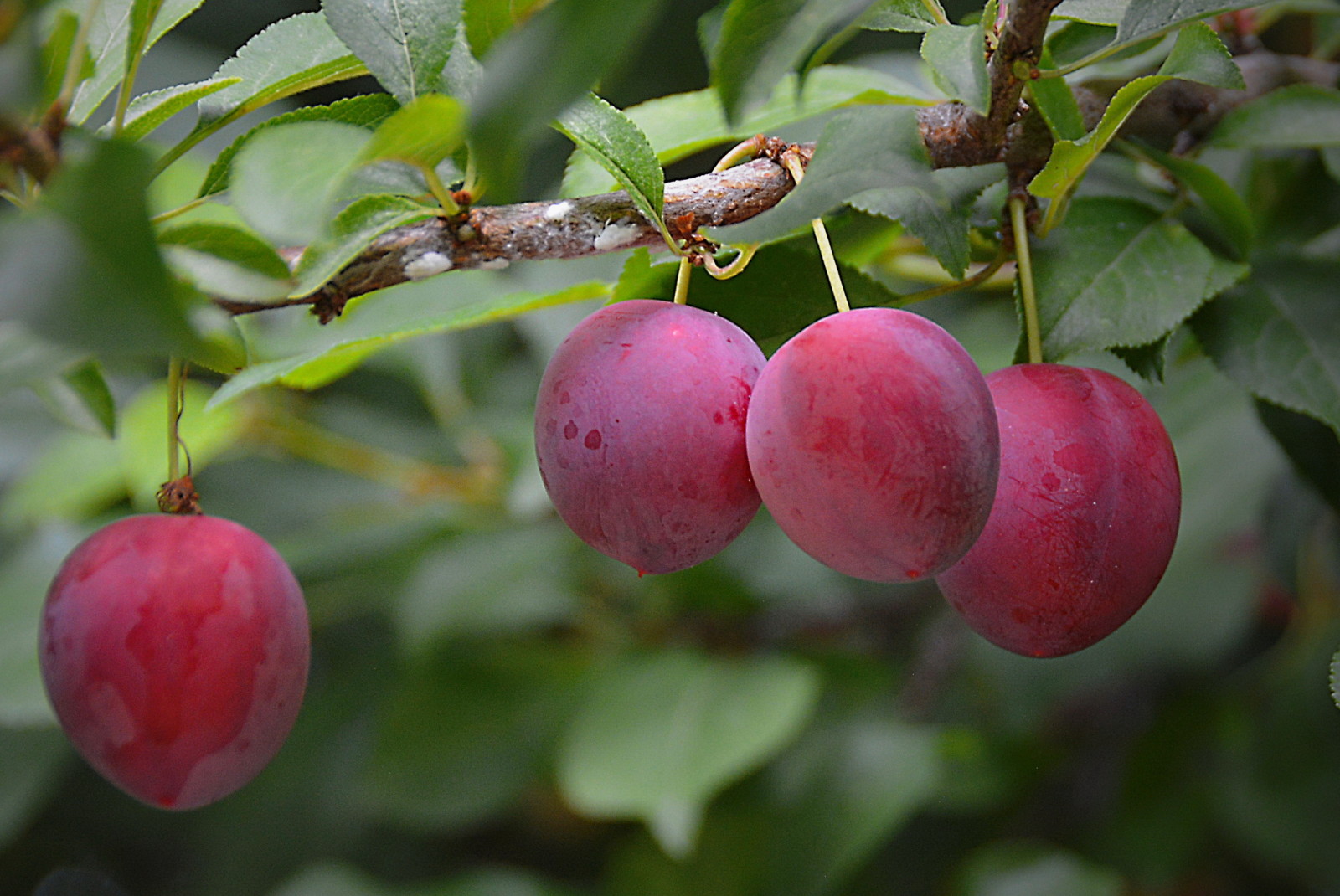 tree, leaves, branch, drain, plum