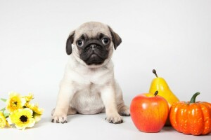 Pomme, fleurs, poire, carlin, citrouille, chiot