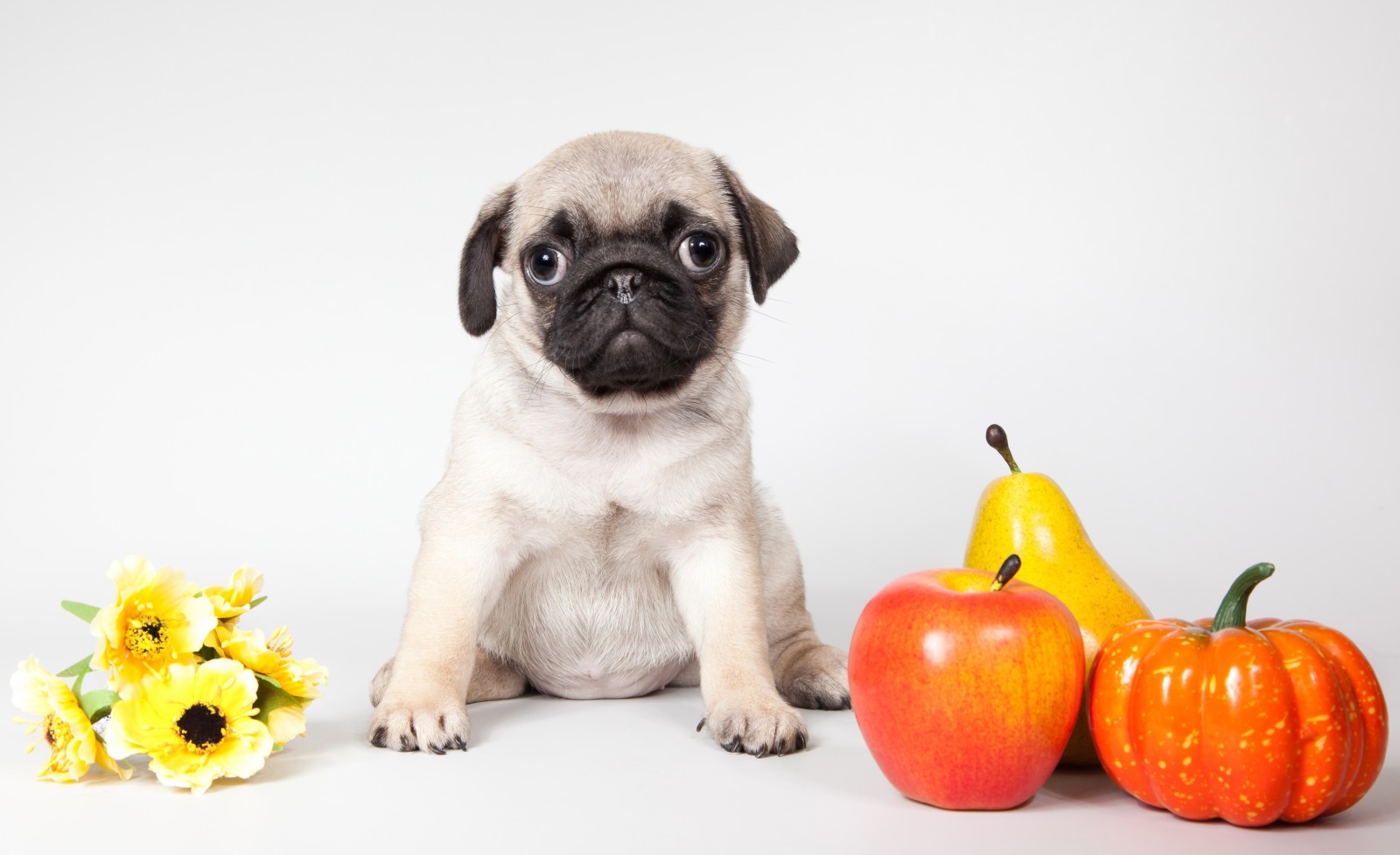 hundehvalp, blomster, mops, græskar, æble, pære