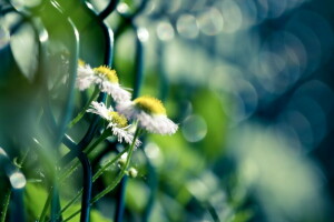 flores, macro, natureza