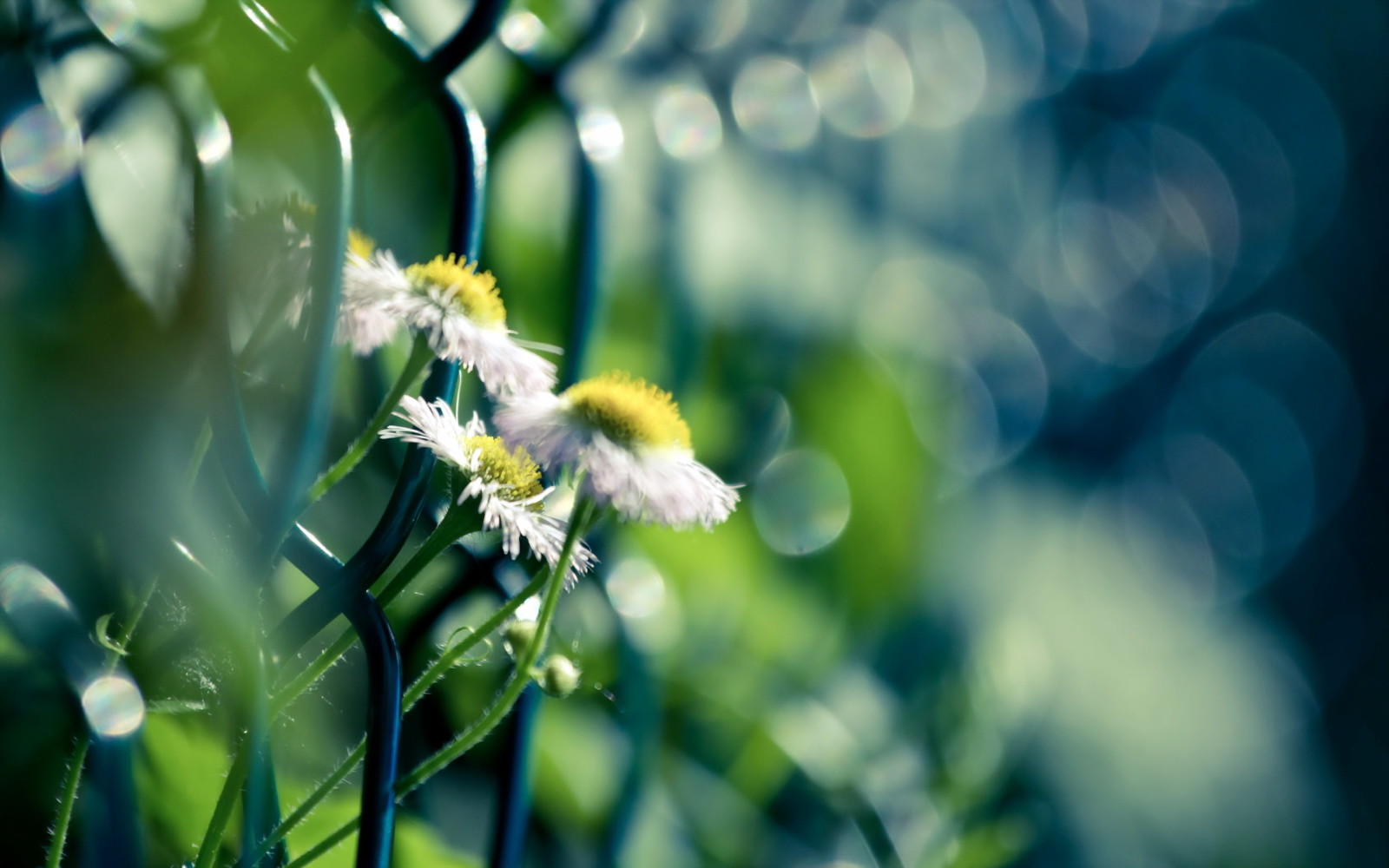 natur, makro, blommor