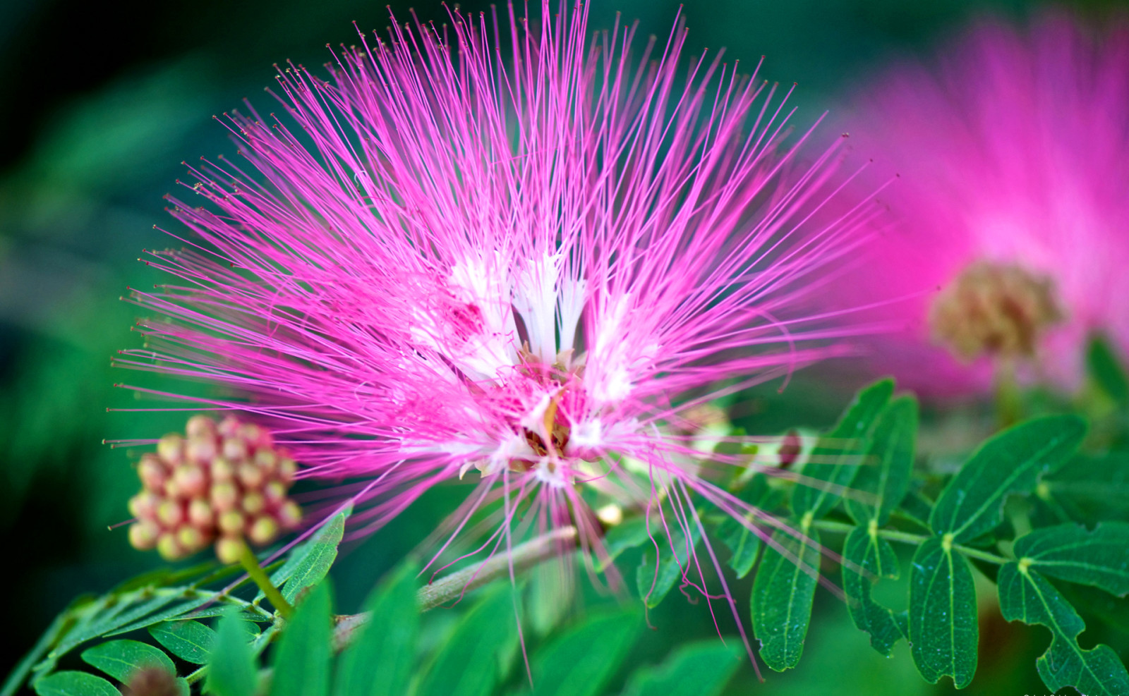 la nature, feuilles, fleur, exotique