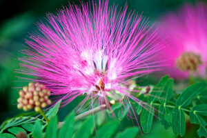 exótico, flor, hojas, naturaleza