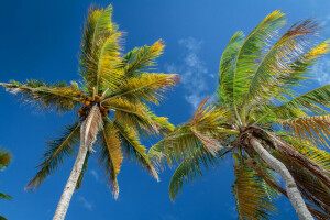 folhas, Palma, o céu, Trópicos, tronco