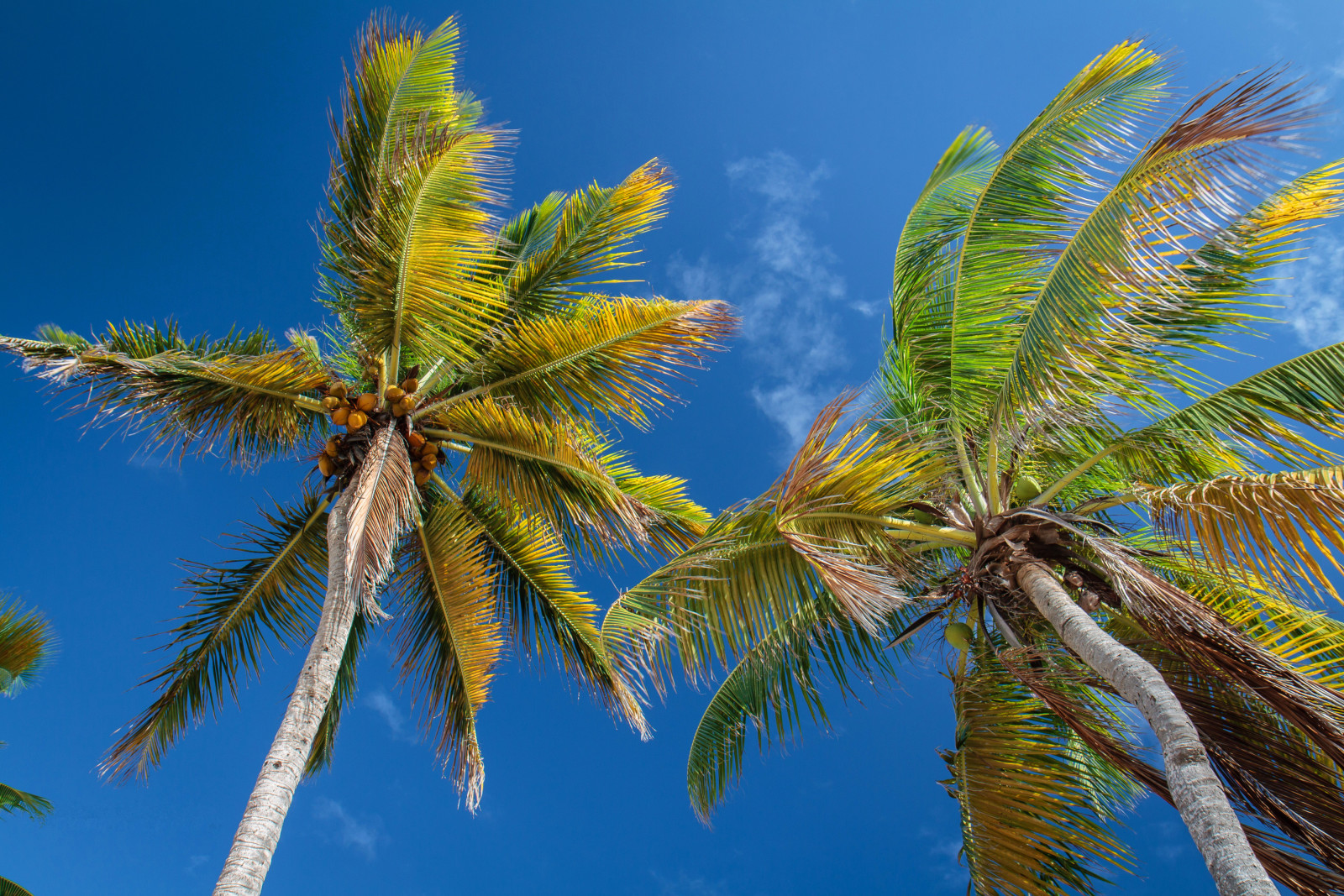 il cielo, le foglie, tronco, Palma, Tropici