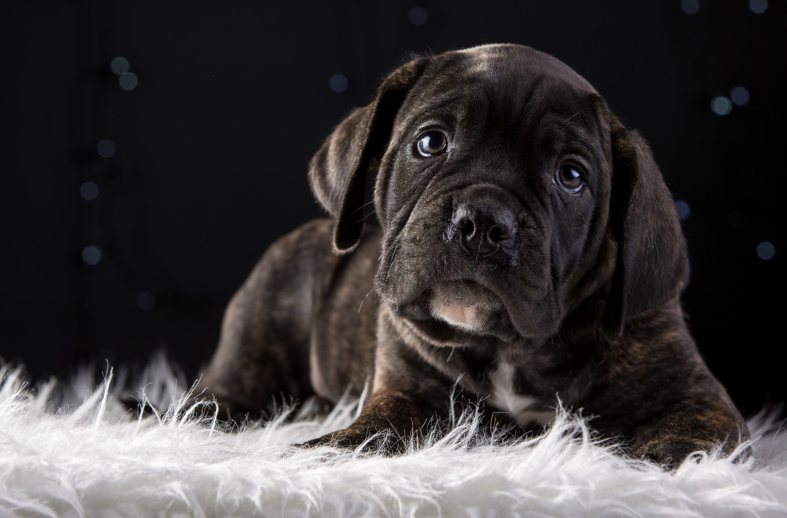 štěně, roztomilý, plemeno, Cane Corso