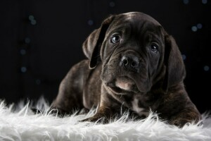 ράτσα, Cane Corso, χαριτωμένος, κουτάβι