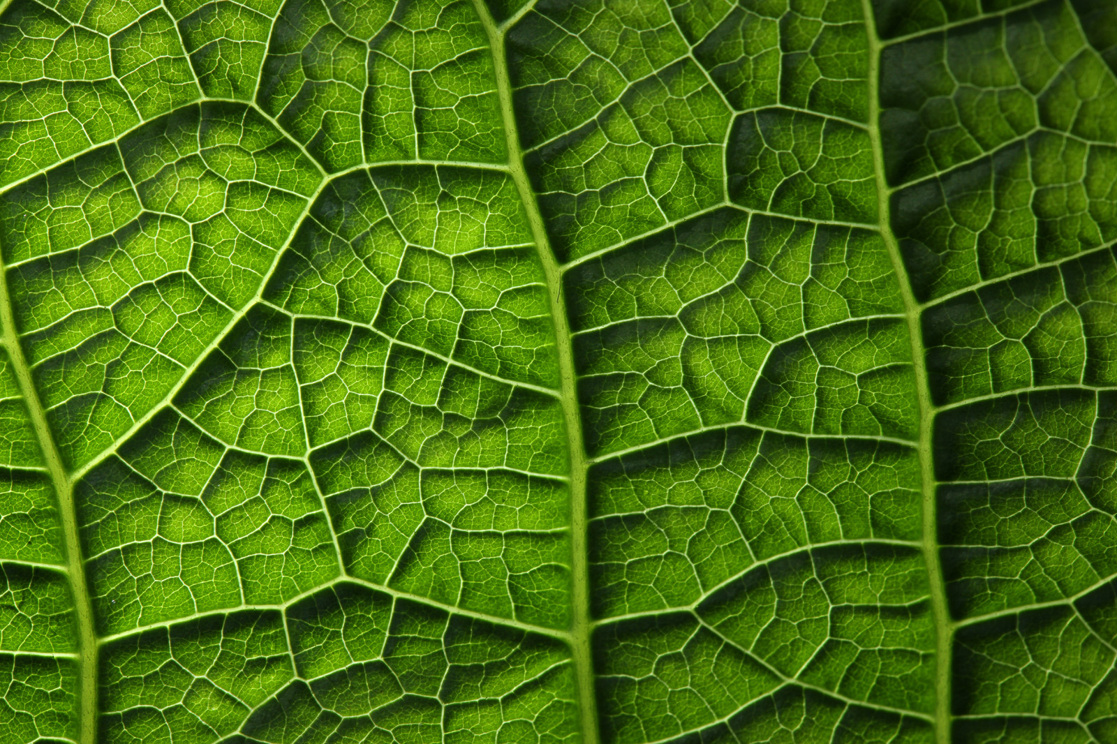 plant, green, leaf