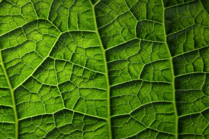 verde, frunze, plantă