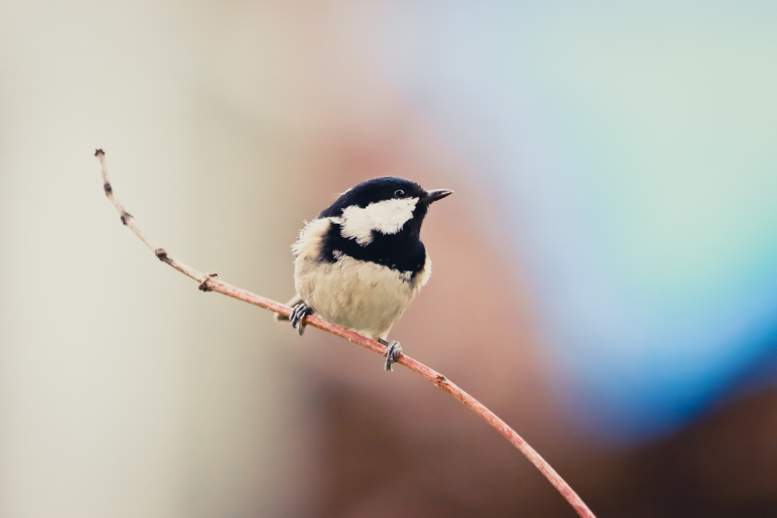 Contexte, branche, oiseau, Moskovka