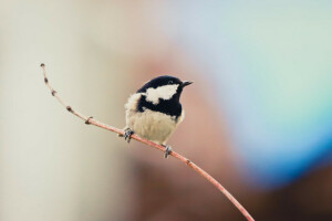 Contexte, oiseau, branche, Moskovka