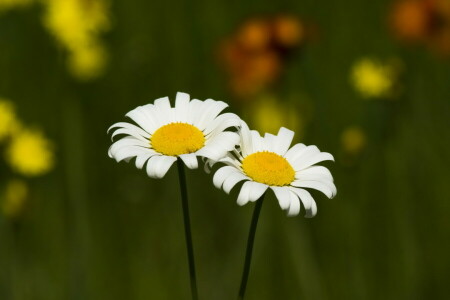 camomille, champ, fleurs