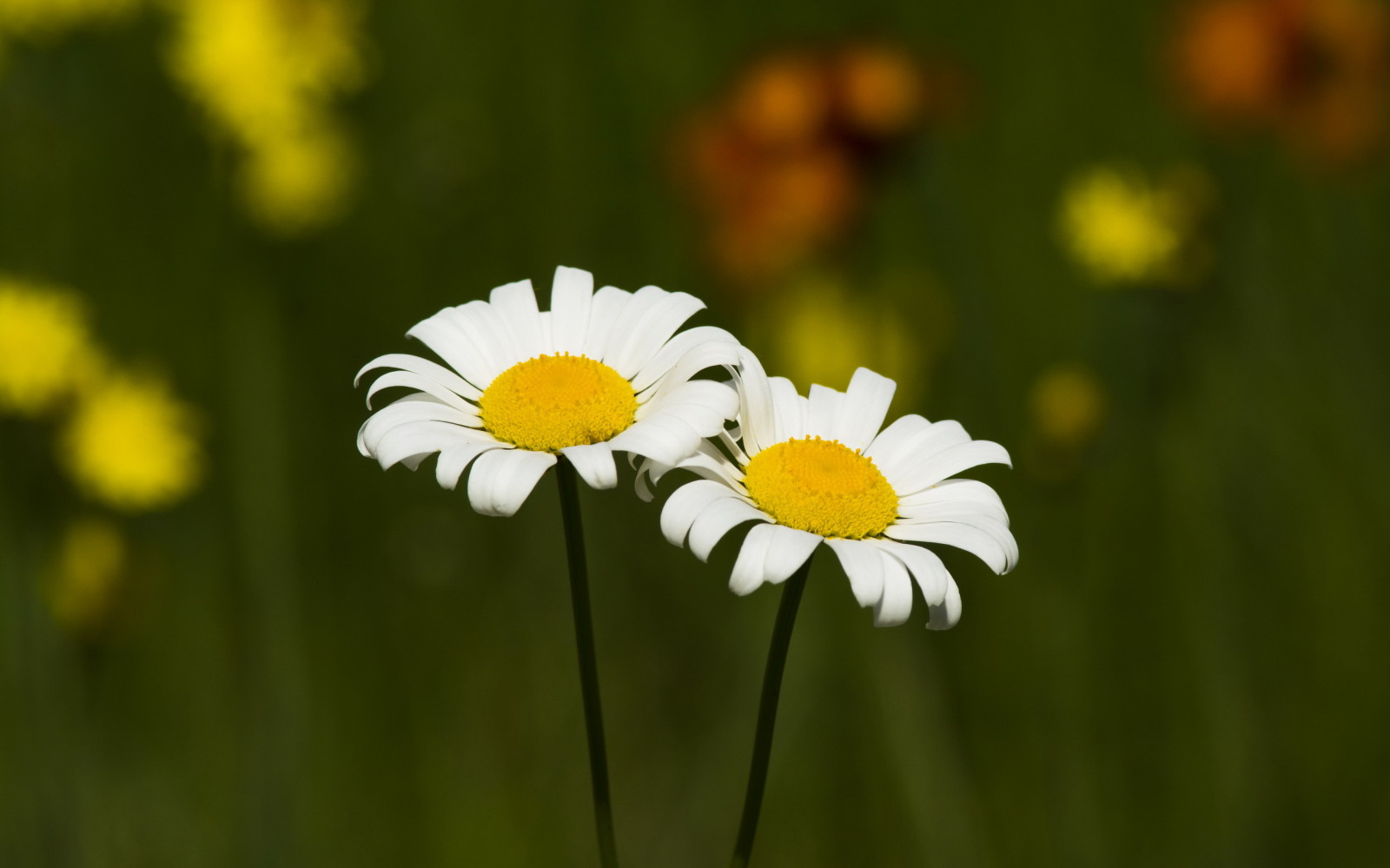 felt, blomster, kamille