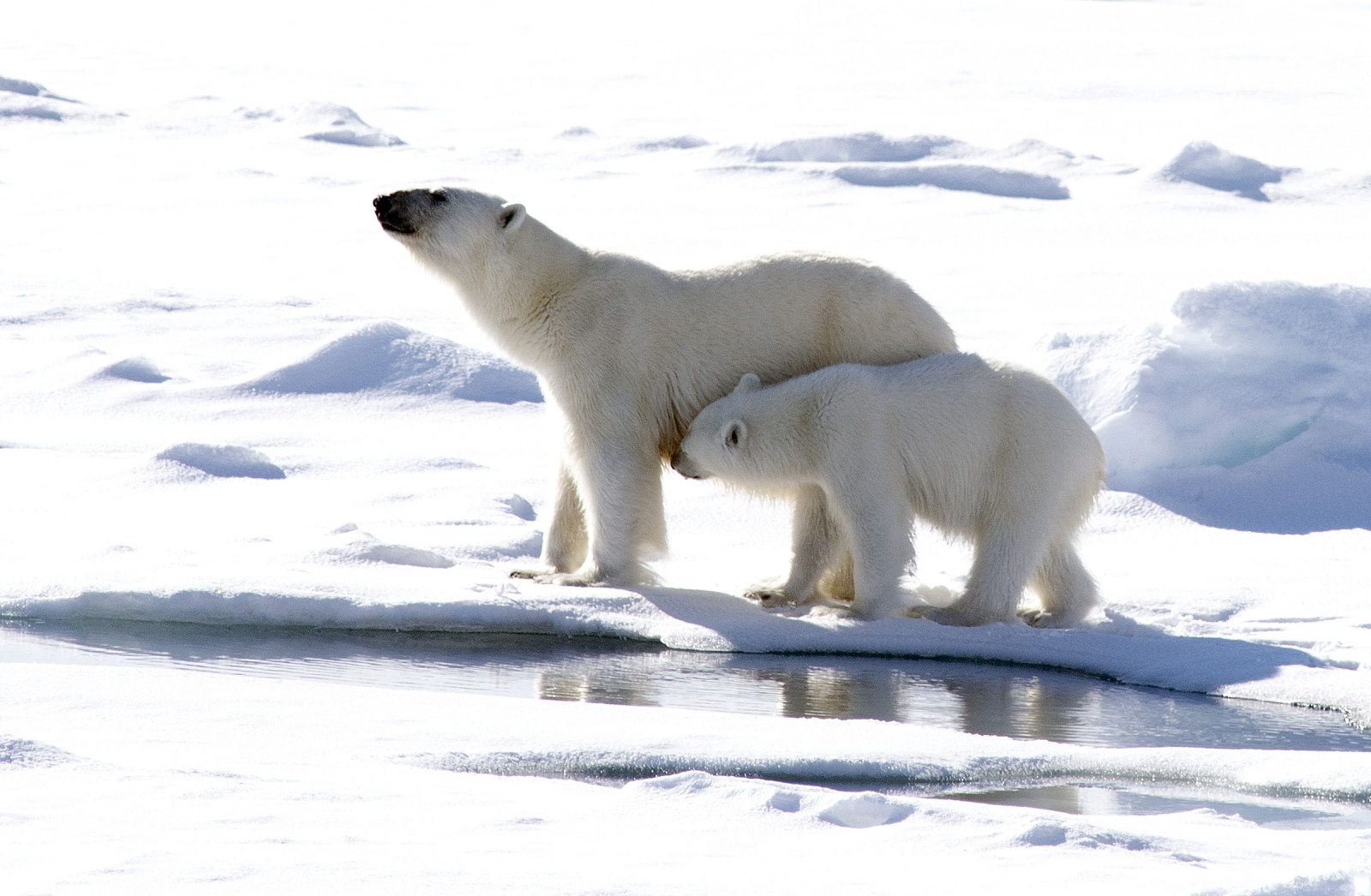 neige, hiver, Ours polaires