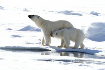 polar bears, snow, winter