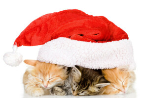 background, hat, kittens, new, red, trio, white, year