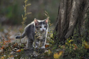 bakgrunn, katt, se