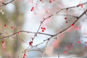 baya, frío, rojo, invierno