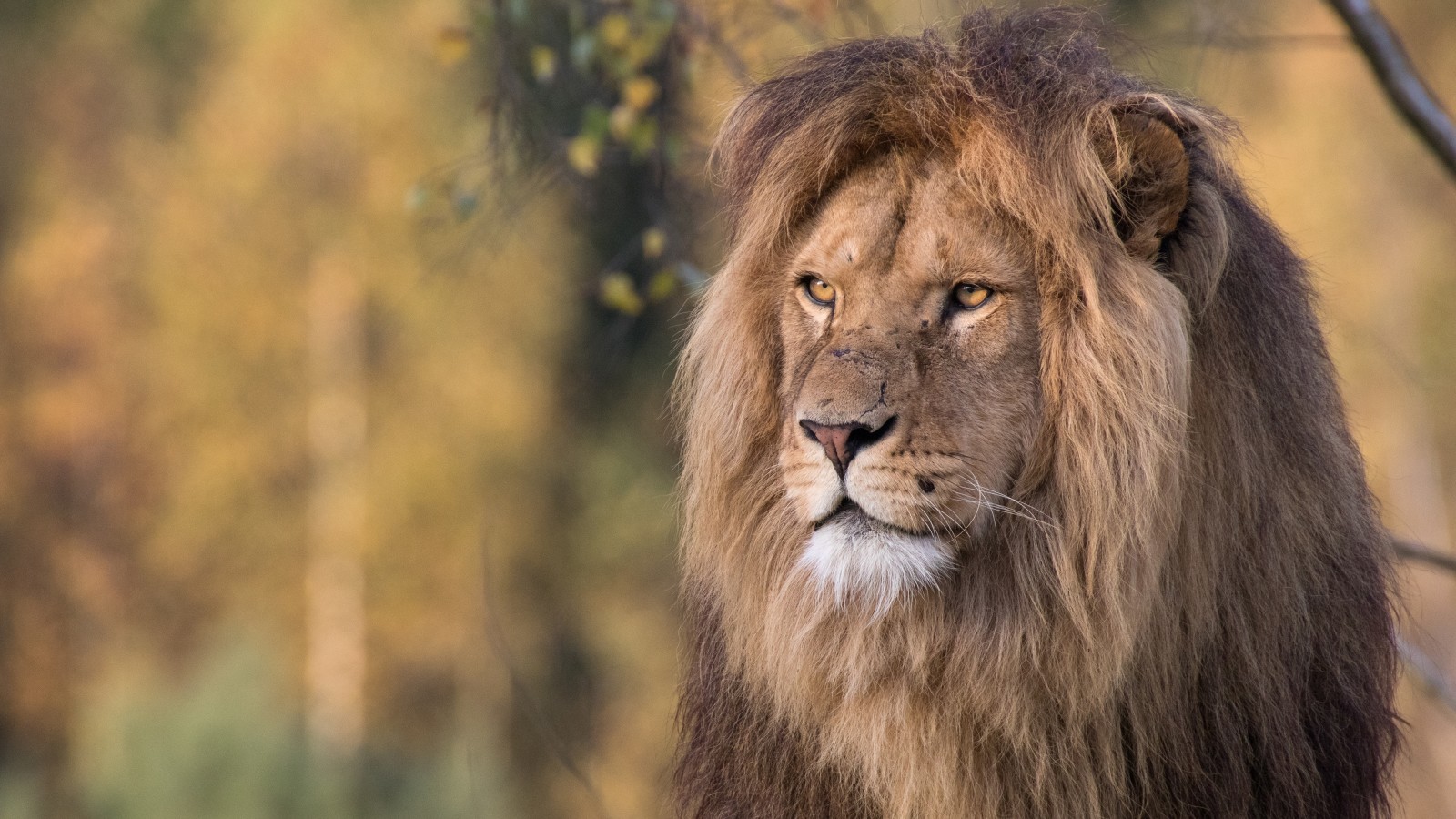 kijken, natuur, achtergrond, gezicht, kat, Leeuw, manen, wilde katten