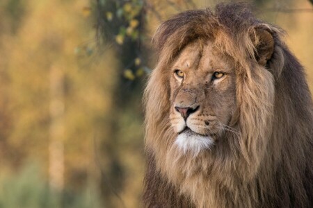 antecedentes, gato, cara, León, Mira, melena, naturaleza, Portet