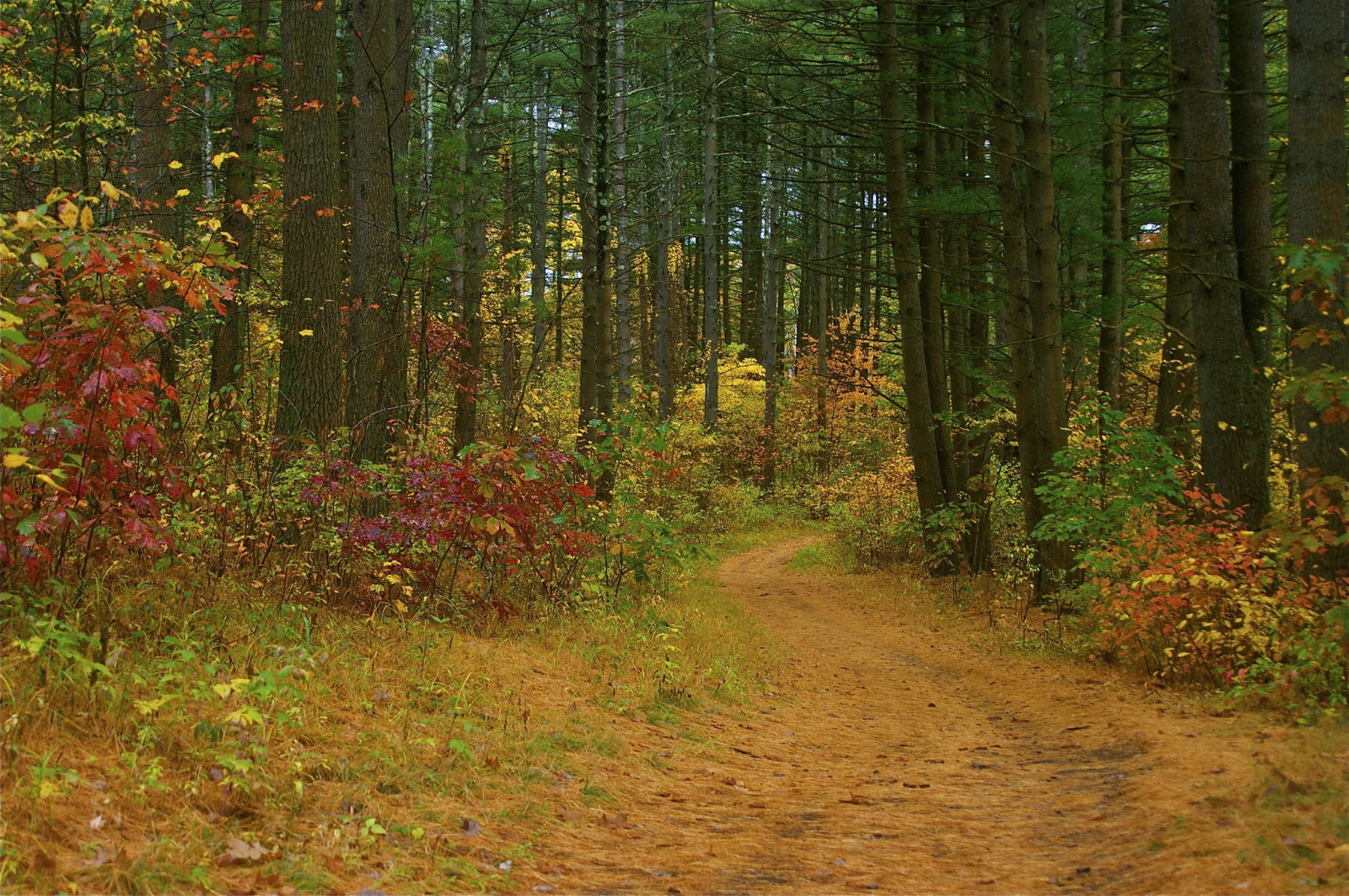 otoño, bosque, la carretera, arboles, los arbustos